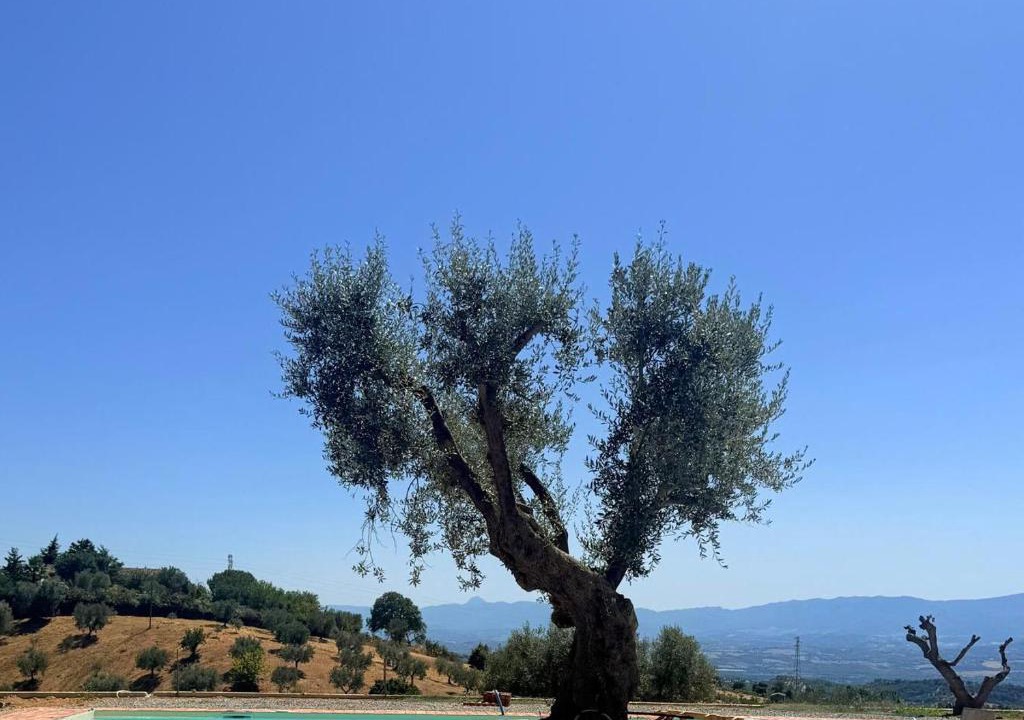 Santa Sofia dʼEpiro House | Agriturismo Miracco Atanasio Franco "Il Maniero"