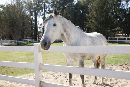 Santa Ynez Valley House | Wine Country Ranch Escape