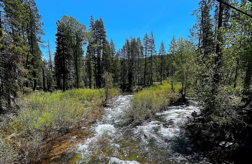 Pla-Vada Woodlands Cabin | Charming 3BR Getaway/10 min to Donner Lake/BBQ/Hikes/Board Games/Fireplace