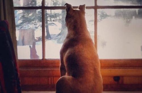 Tahoe Island Cabin | Charming, Cozy Cabin. Close to Beaches, Hiking and Skiing - Sleeps 4