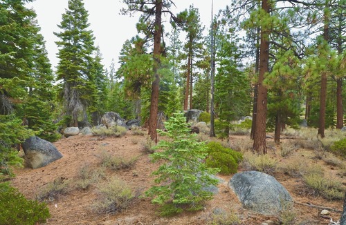Lower Kingsbury House | Quiet Cozy Tahoe 3B/2B House, minutes from ski resorts, fire pit, mountain vibes