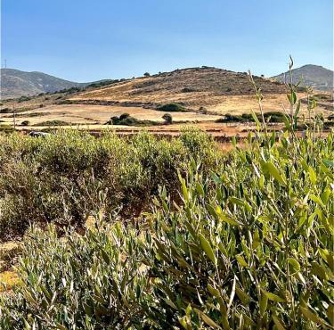 Ampelonas Antiparos