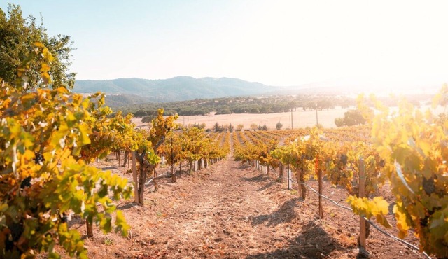 Paso Robles - Vineyard Getaway - Video Tour