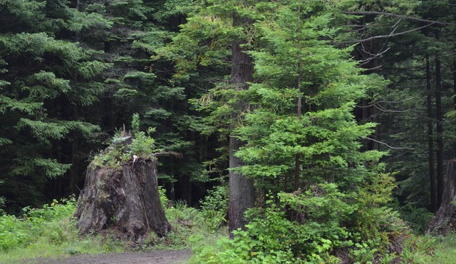 Picturesque forest homes