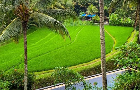 Umasari Rice Terrace Villa by AGATA