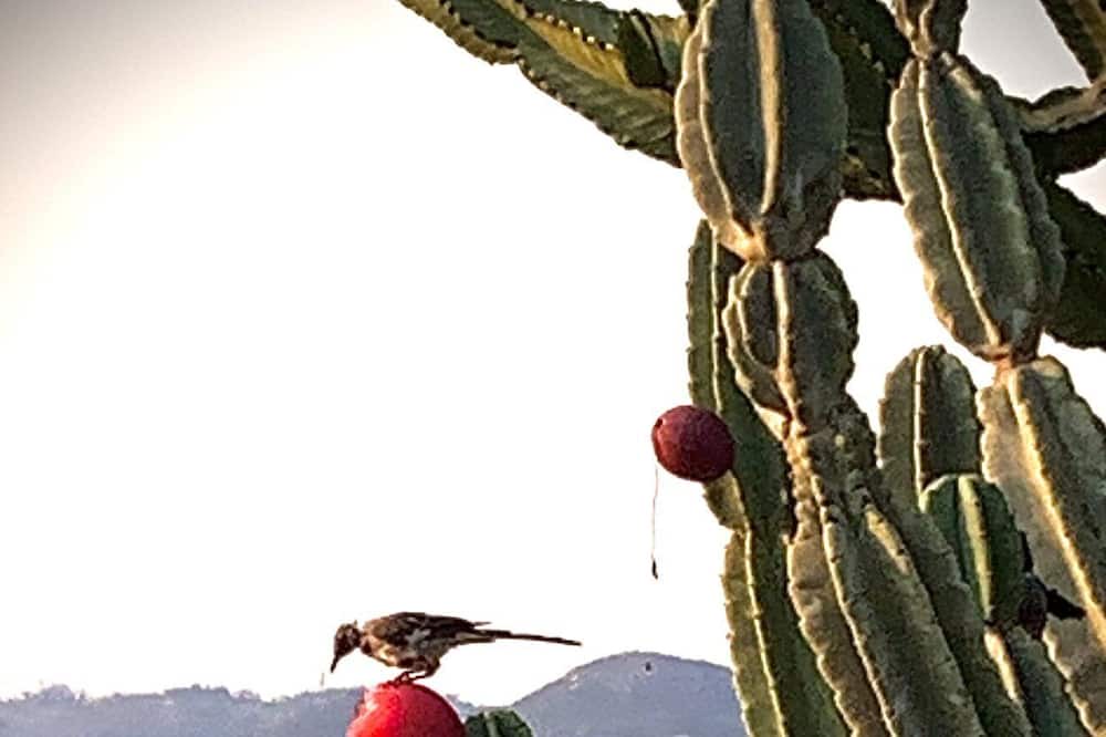 Photo of Others in Escondido
