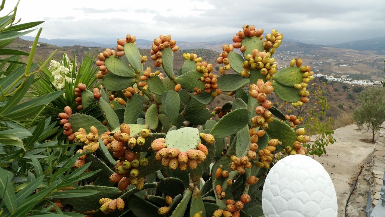 Photo of Outdoor in Los Romanes