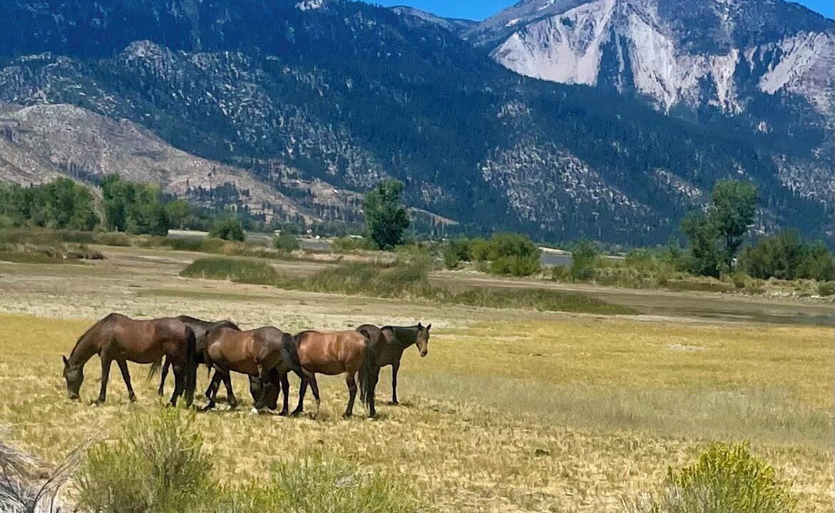 Photo of Outdoor in Carson City