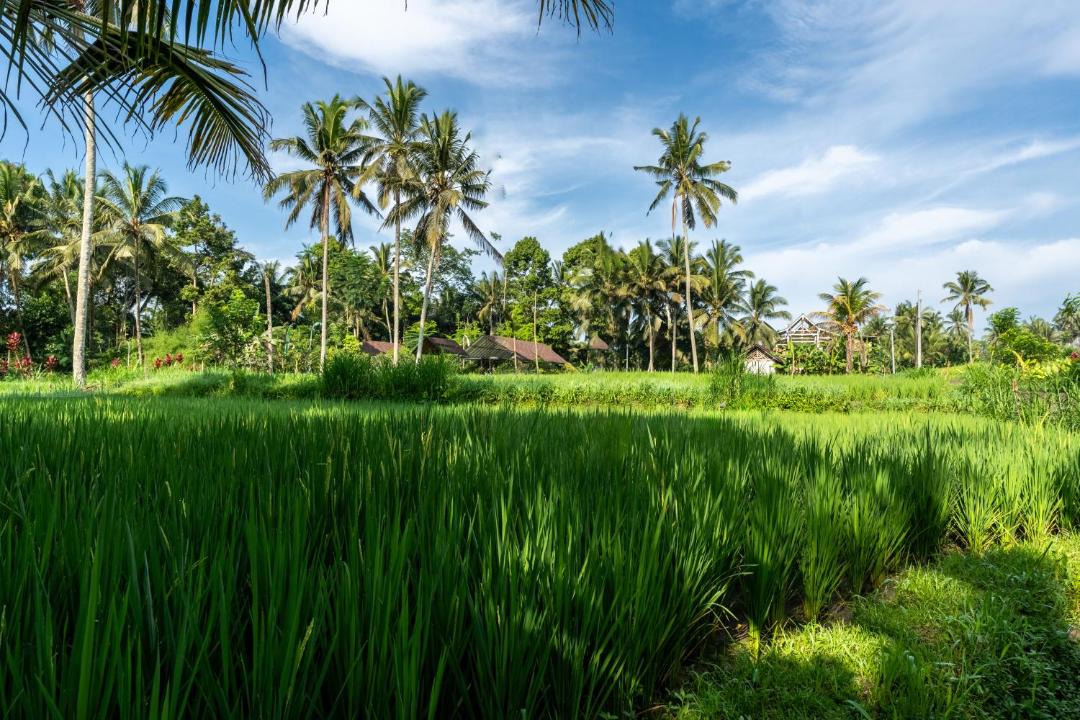 Photo of Others in Payangan
